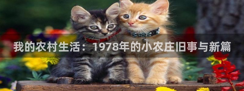 必一体育黑平台