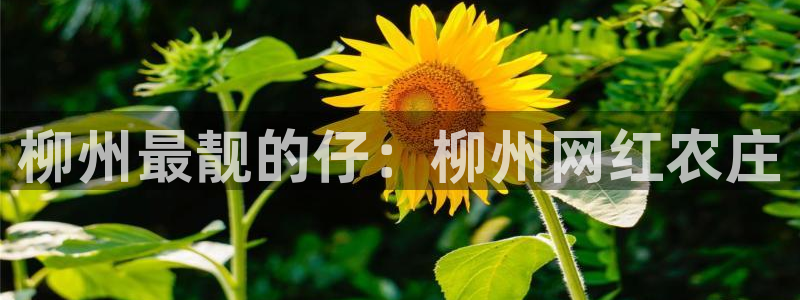 必一体育网页登录版官网